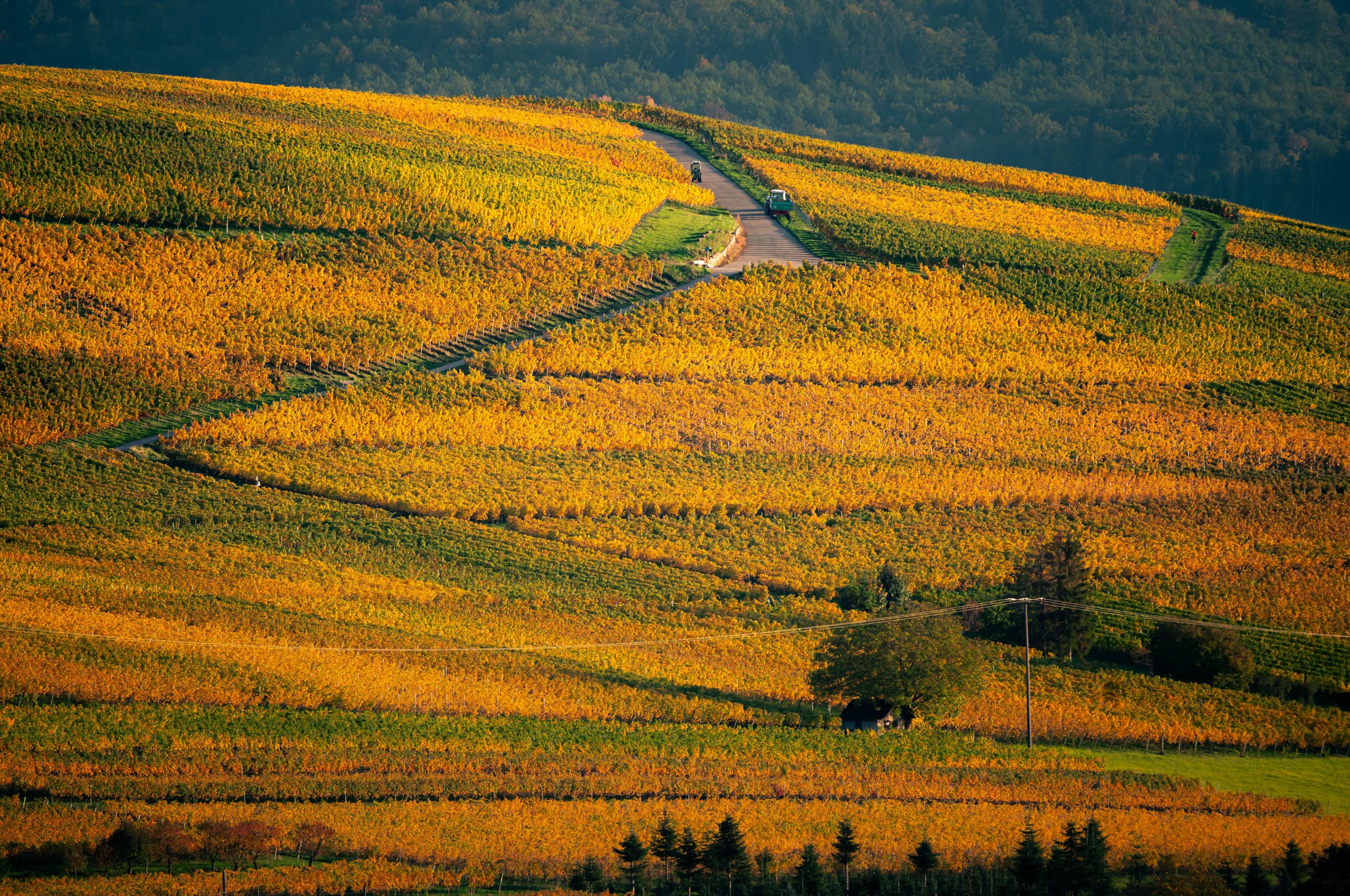 Vineyards turned gold at harvest, rows glowing in low autumn light